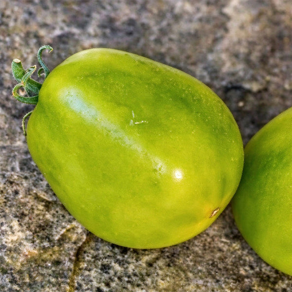 27 Queen Aliquippa Tomato, 5 Seeds