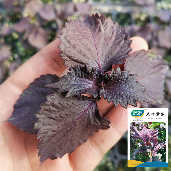 Large-Leaf Perilla Seeds, 2g