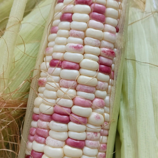 'Caitiannuo No. 6' Waxy Corn Seeds