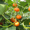 Red BeiBei Pumpkin Seeds, 5 Seeds