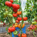 48 Minusinsk Apple Tomato, 5 Seeds