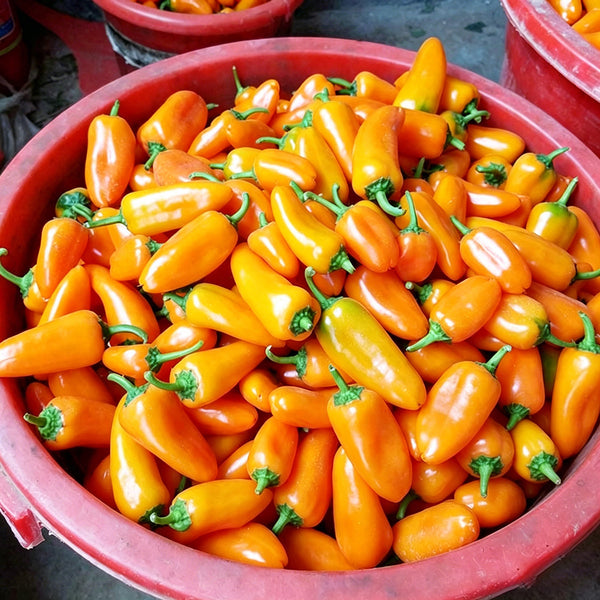 Mixed Color Fruit Pepper, 80 Seeds