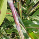 Supersweet Violet Sweet Sorghum Seeds, 10g