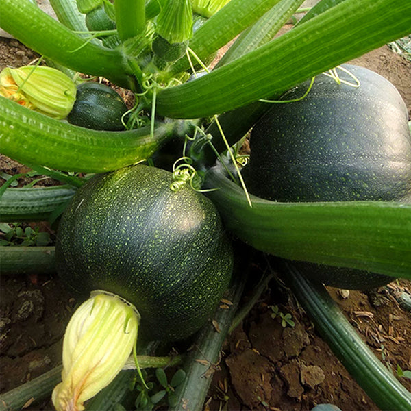 Shengfeng Dark Jade Zucchini Seeds, 10g