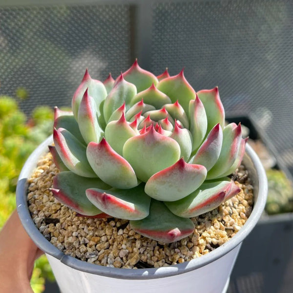 Echeveria chihuahuaensis, 3pcs x 1-head