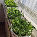 Sweet Crispy Pea Shoots Seeds, 50g