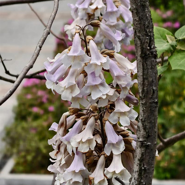 Paulownia fortunei, 200 Seeds