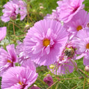 Pink Double Petal Cupcake Cosmos Seeds, 1g