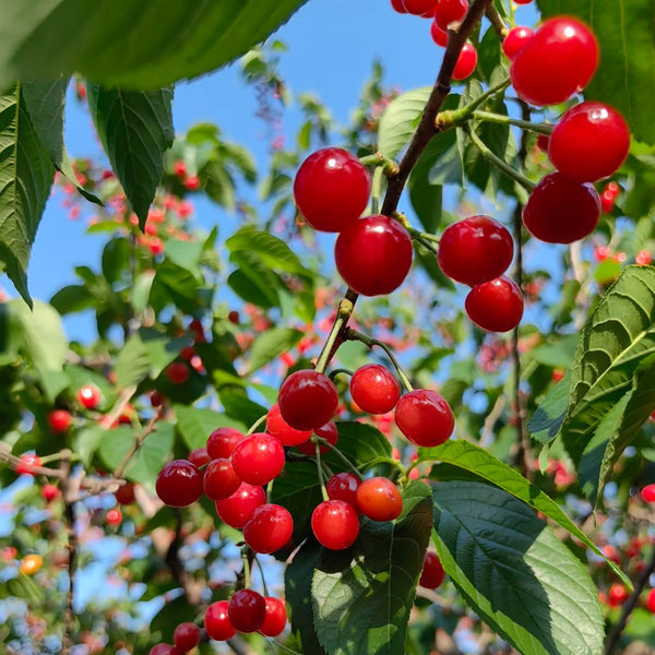 Wild Cherry Rootstock, 200 Seeds