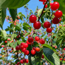 Wild Cherry Rootstock, 200 Seeds
