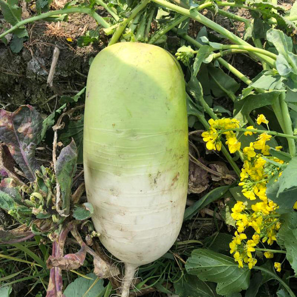 Knife Handle Radish Seeds, 10g