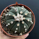Astrophytum asterias, 3cm