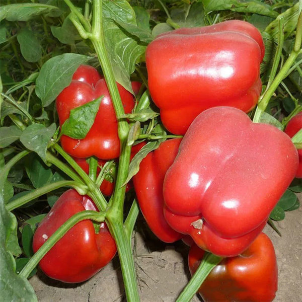 Red Lantern Sweet Pepper Seeds, 100 Seeds