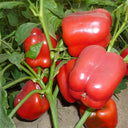 Red Lantern Sweet Pepper Seeds, 100 Seeds