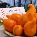 927 Buratino Tomato, 5 Seeds
