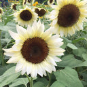'White Lover' Sunflower, 6 Seeds