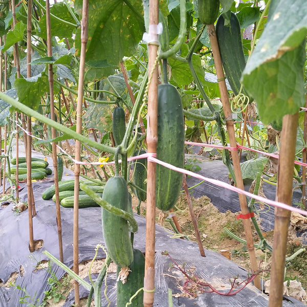 'Bixiu' F1 Fruit Cucumber, 30 Seeds
