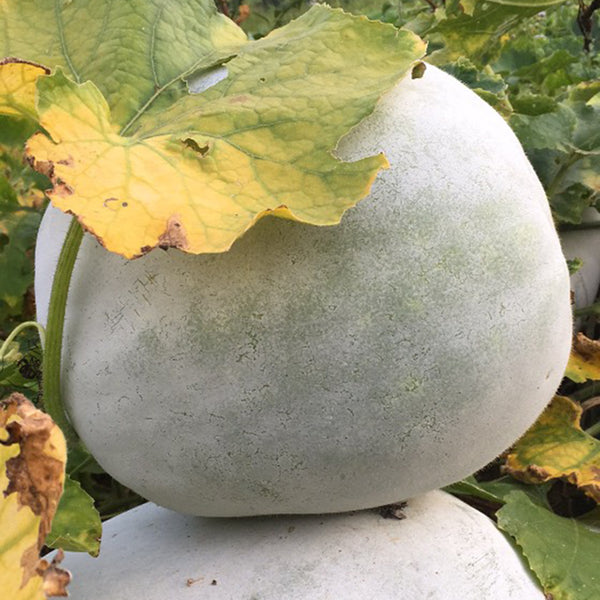 Jiemei Pink Skin Winter Melon Seeds, 50 Seeds