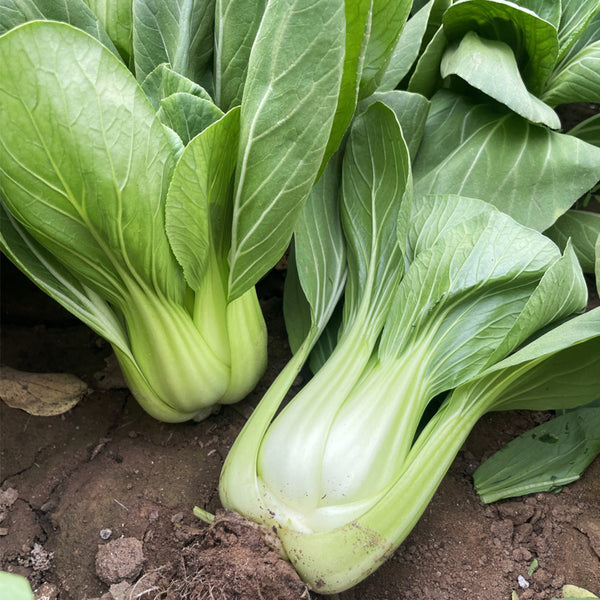 'Hezhiyuan' Shanghai Bok Choy Seeds, 10g
