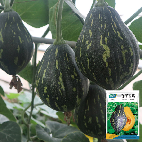 Fragrant Taro Pumpkin Seeds, 10 Seeds