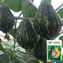 Fragrant Taro Pumpkin Seeds, 10 Seeds