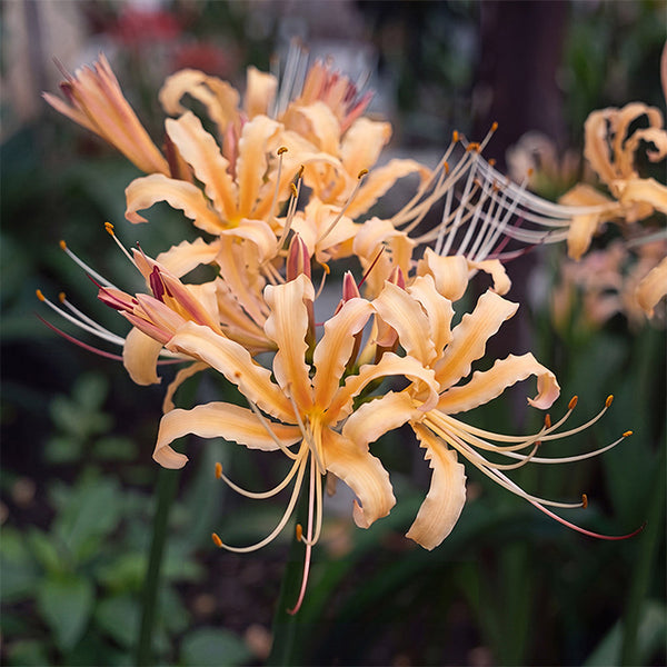 Lycoris 'Sweet Orange', 1 Bulb