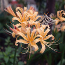 Lycoris 'Sweet Orange', 1 Bulb