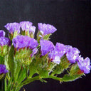 Wavyleaf Sea Lavender (Blue) Seeds, 200 Seeds