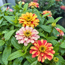 W1354 Peppermint Stick Zinnia Mix, 100 Seeds