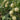Caidu Jinyu No.12 F1 Melon, 300 Seeds (Original Pack )