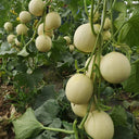 Caidu Jinyu No.12 F1 Melon, 300 Seeds (Original Pack )