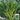 Qinghuatai No.1 Broccolini Seeds, 1000 Seeds