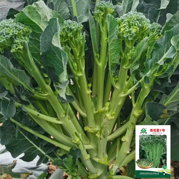 Qinghuatai No.1 Broccolini Seeds, 1000 Seeds