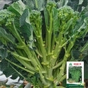 Qinghuatai No.1 Broccolini Seeds, 1000 Seeds