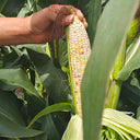 'Huanai 106' Color Sweet Waxy Corn Seeds, 200g