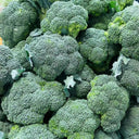 GreenVigour 60 Broccoli Seeds, 1000 Seeds