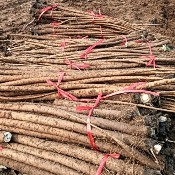 Longzhong Burdock, 200 Seeds