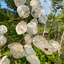 Silver Dollar Plant, 50 Seeds