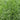 Festuca arundinacea 'Chenelle' Seeds, 200g