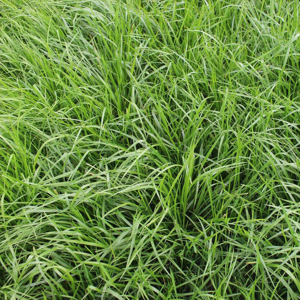 Festuca arundinacea 'Chenelle' Seeds, 200g