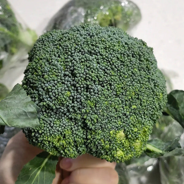 GreenVigour 60 Broccoli Seeds, 1000 Seeds