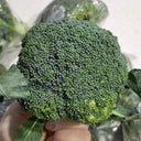 GreenVigour 60 Broccoli Seeds, 1000 Seeds