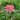 Hubei Pink Lycoris, 1 Bulb