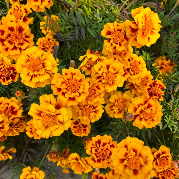 Dwarf French Marigold, 300 Seeds