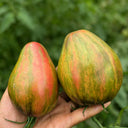 804 Emerald Caramel F6 Tomato, 5 Seeds