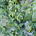 Ghost Pepper Seeds, 20 Seeds