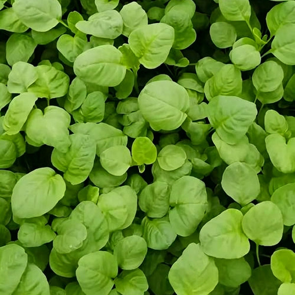 Green Round Leaf Amaranth Seeds, 10g