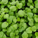 Green Round Leaf Amaranth Seeds, 10g