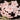 Hoya commutata, 1 Cutting