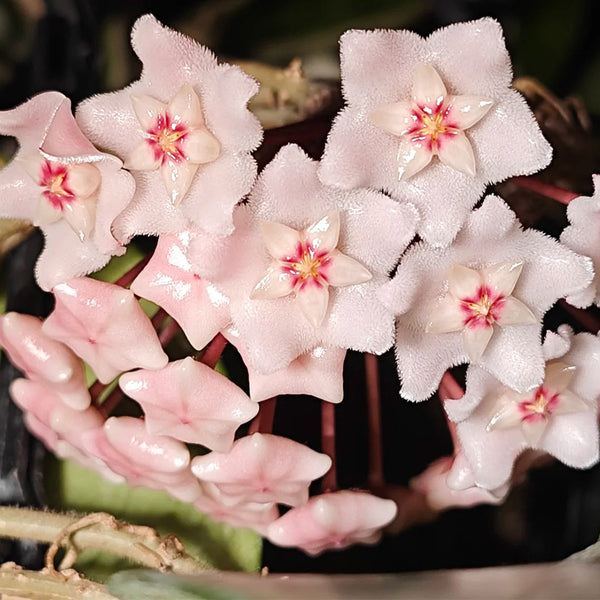 Hoya commutata, 1 Cutting
